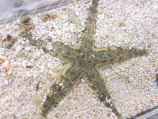 Archaster typicus