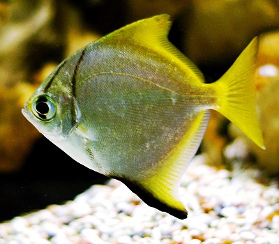 Monodactylus argentus Aqua Récif