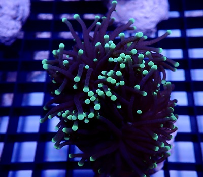 Euphyllia glabrescens tips green WYSIWYG Z10