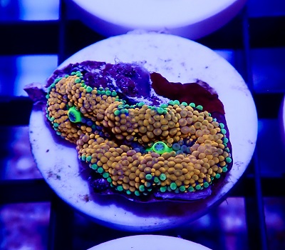 Ricordea florida orange WYSIWYG Y5