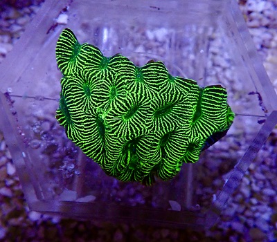 Platygyra ultra green M WYSIWYG 17W