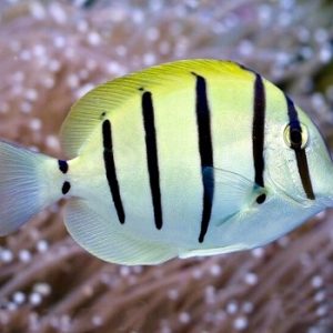 Acanthurus triostegus S