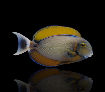 Acanthurus bariene S-M