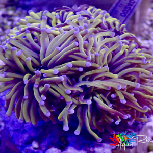 Euphyllia torch gold colonie