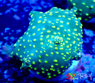 Discosoma stripe points yellow 1 tête