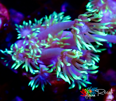 Goniopora yellow frag S