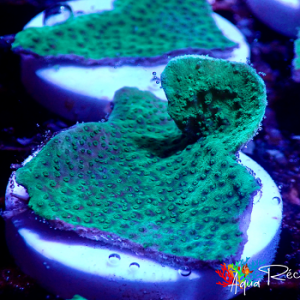 Montipora capricornis vert ultra frag