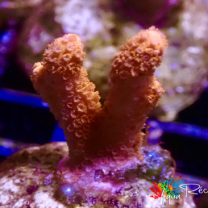 Montipora branche rouge Frag