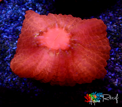 Ultra Cynarina Lacrymalis - WYSIWYG main image 1