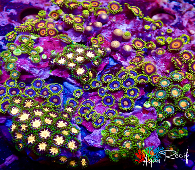 Zoanthus disque ultra – Image 3