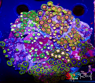 Zoanthus disque ultra – Image 4