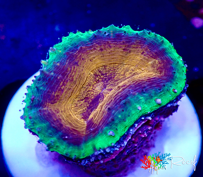 Lobophyllia Splitcolor M