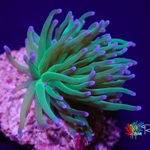 Euphyllia Glabrescens Blue Berry 1 téte