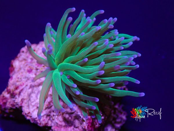 Euphyllia Glabrescens Blue Berry 1 téte