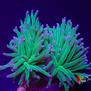 Euphyllia Glabrescens Blue Berry 2 téte