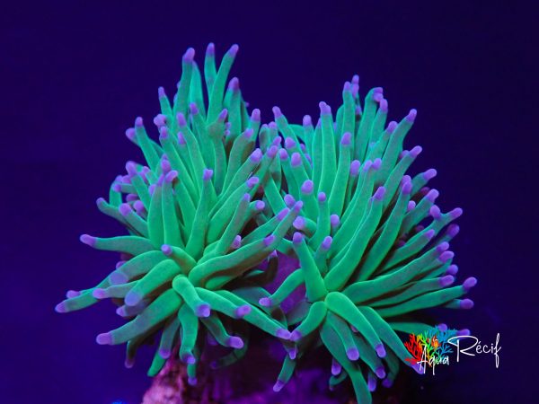 Euphyllia Glabrescens Blue Berry 2 téte