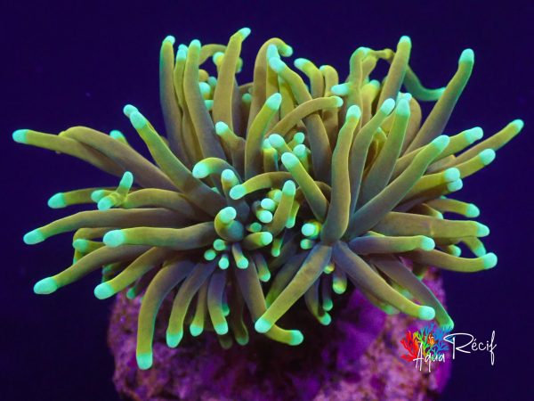 Euphyllia glabrescens Holy Grail 2 tête