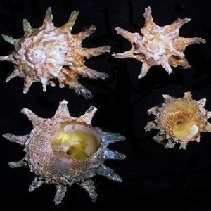 Astralium calcar
