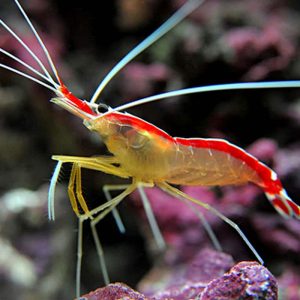 Lysmata amboinensis M