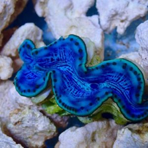 Tridacna maxima bleu 5-6 cm