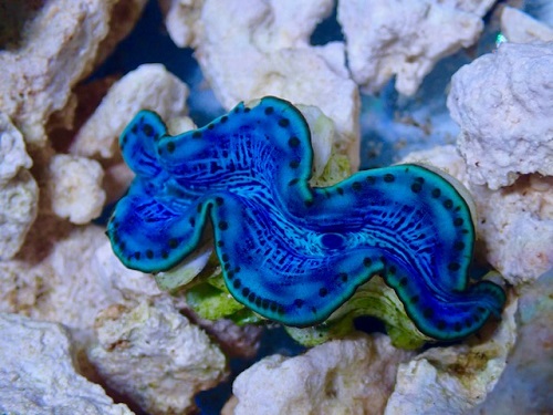 Tridacna maxima bleu 5-6 cm