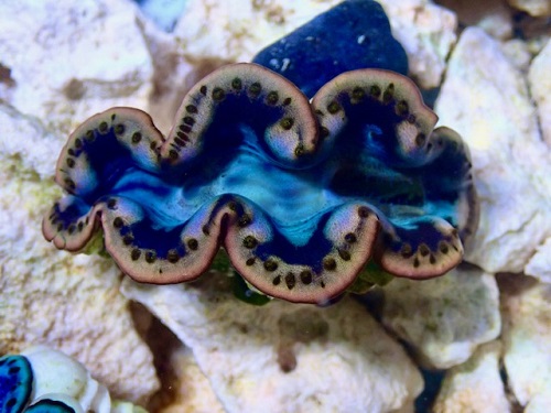 Tridacna maxima bleu 5-6 cm – Image 2