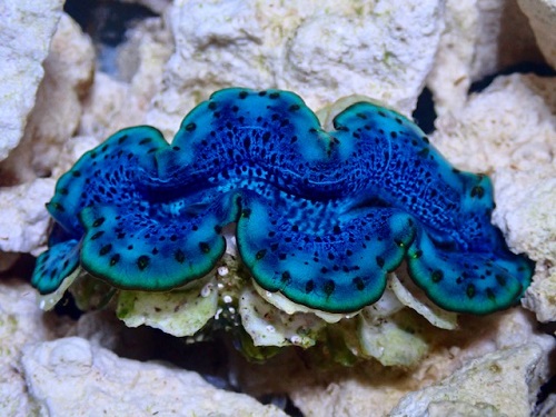Tridacna maxima bleu 5-6 cm – Image 3