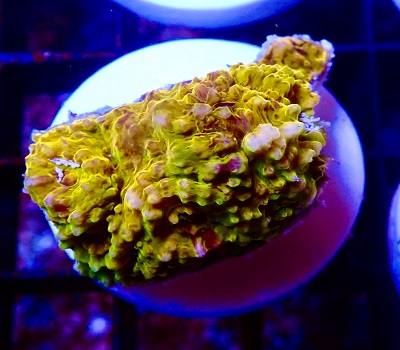 Echinophyllia / Chalice 24K Master Grade WYSIWYG 3N