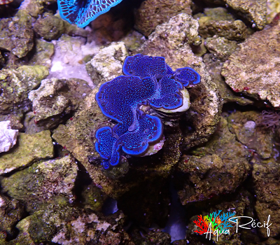 Tridacna maxima bleu 5-6 cm – Image 4