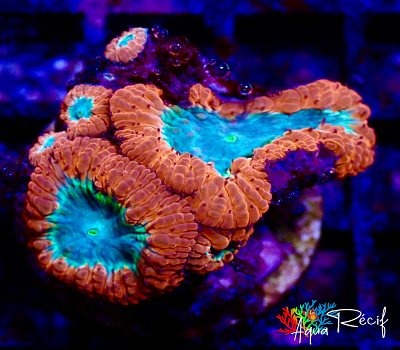 Blastomussa red/green 5 têtes