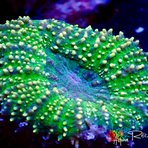Lobophyllia green M