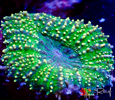 Lobophyllia green M