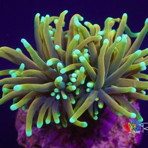 Euphyllia glabrescens Holy Grail 2 tête