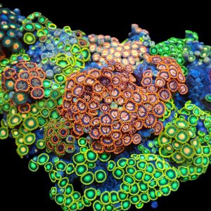 Zoanthus Vietnam premiun colored