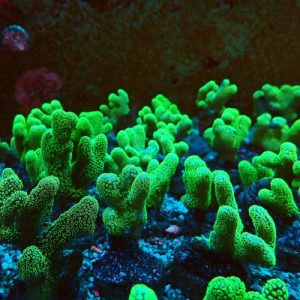 Stylophora pistillata green bouture