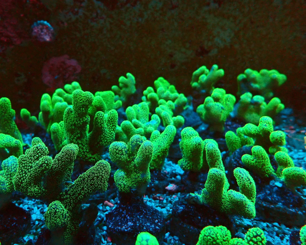 Stylophora pistillata green bouture