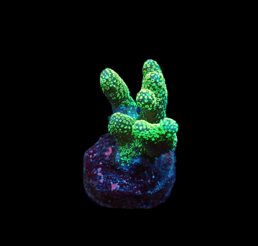 Stylophora pistillata green bouture – Image 2