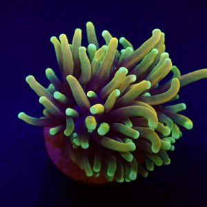 Euphyllia Glabrescens orange yellow 1 tete
