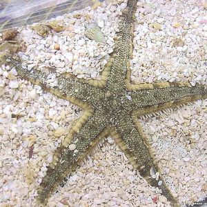 Archaster typicus