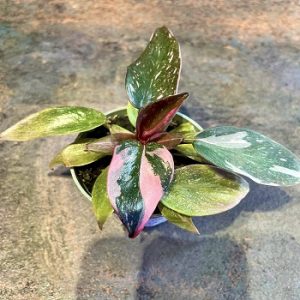 Philodendron pink princess P6