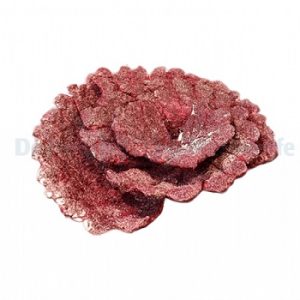 Real Reef Rock - Plate coral 1pc