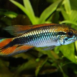 Apistogramma agassizii red 3-4 cm