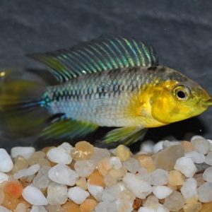 Apistogramma borelli 3 cm