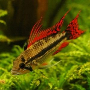 Apistogramma cacatuoides red 4-5 cm