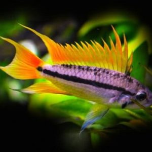 Apistogramma cacatuoides orange 4-5 cm