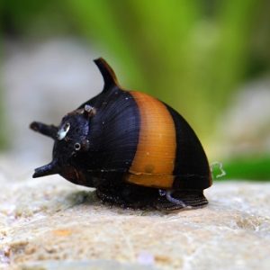 Clithon sp