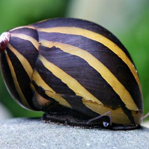 Neritina turita 2 cm