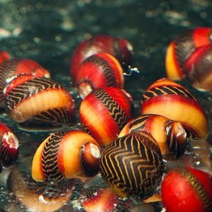 Neritina vittina waigiensis