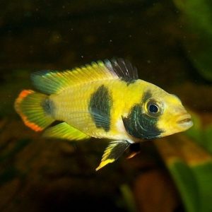Apistogramma nijsseni 3-4 cm