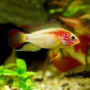 Apistogramma viejita gold red 3-4 cm